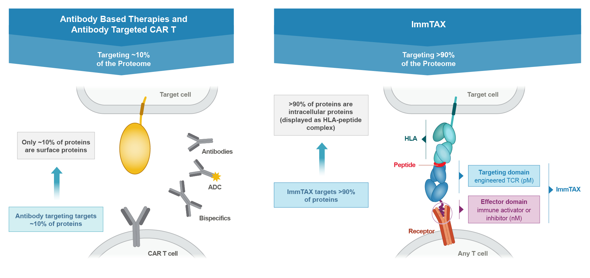 ImmTAX vs Antibody based therapies.jpg